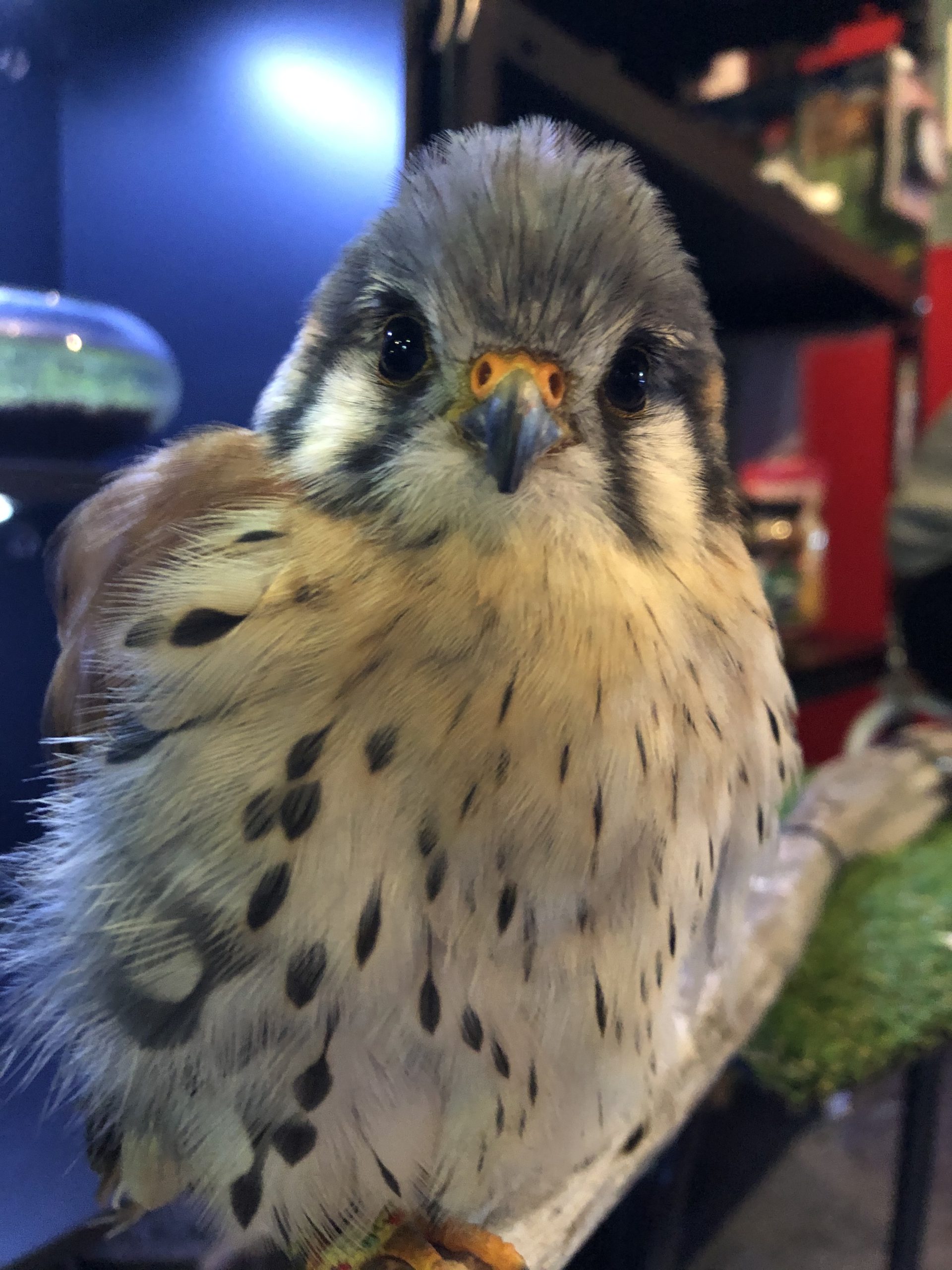 ピンキーポンプ　爬虫類　両生類　猛禽類 ピンキーポンプ 爬虫類 両生類 猛禽類 餌やり・水やり用品